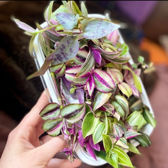 Rainbow tradescantia bundle- 10 varieties including rare cultivars - Picture 5 of 12